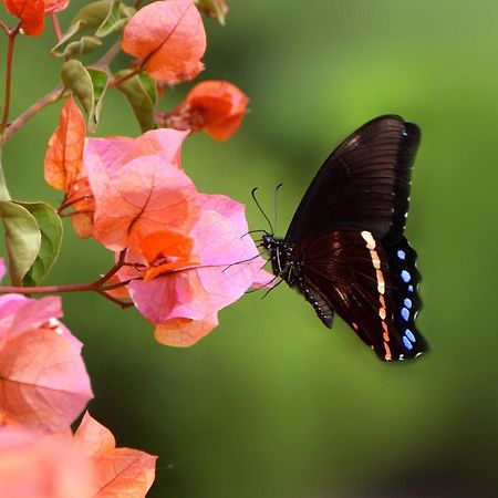 Justfor2 Wildernis Exterior foto