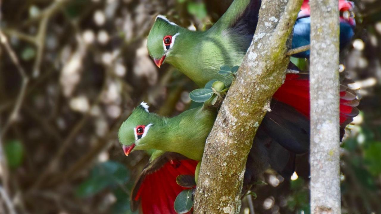 Justfor2 Wildernis Exterior foto